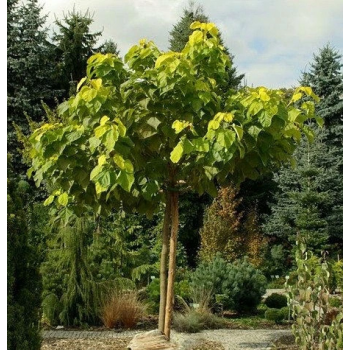 CATALPA KATALPA Surmia odporna mróz - sadzonki 40 / 60 cm